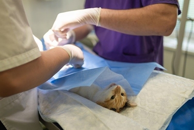 Clinica veterinaria para cirurgia